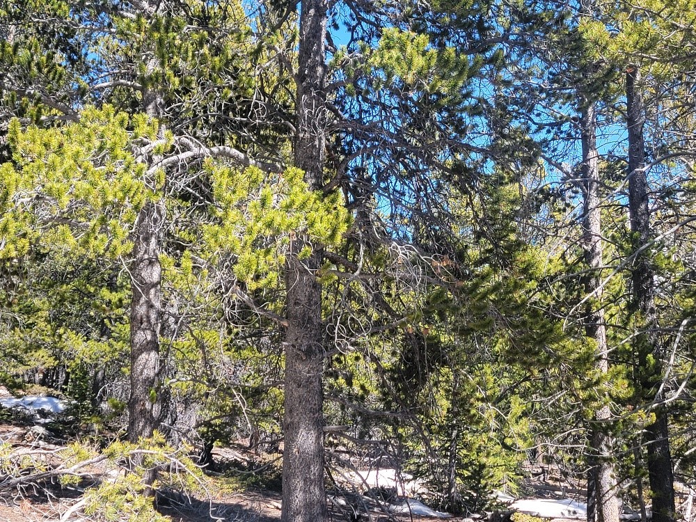 441 Gold Trail Property Photo 45