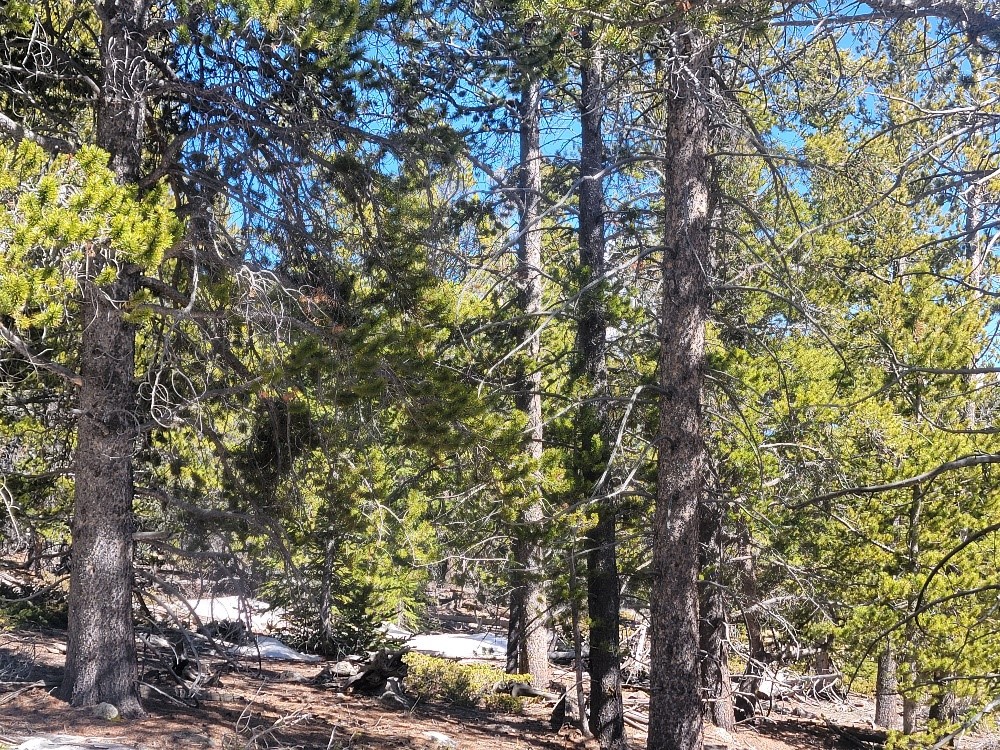 441 Gold Trail Property Photo 46