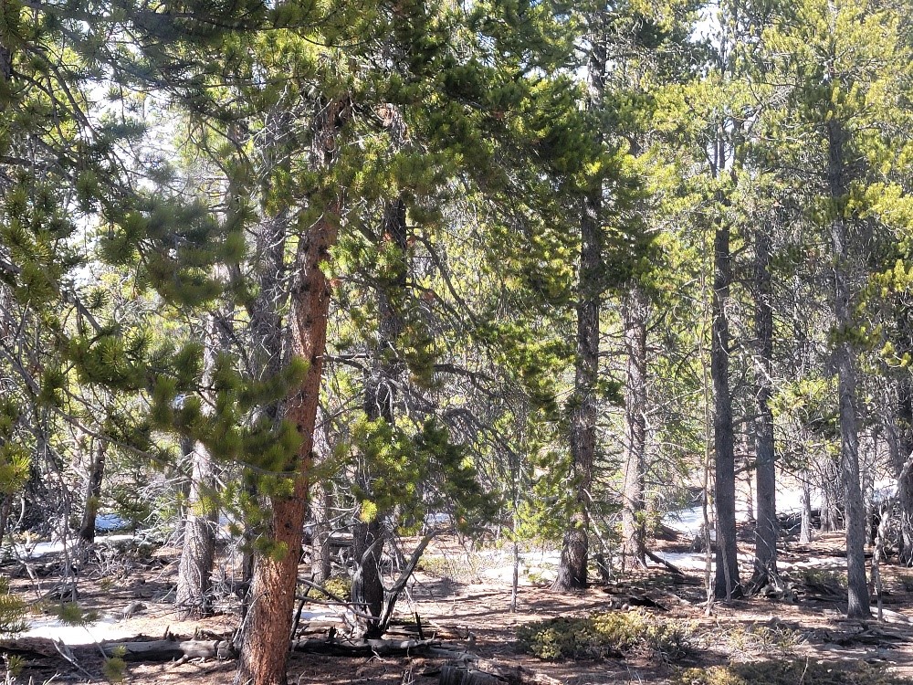 441 Gold Trail Property Photo 47