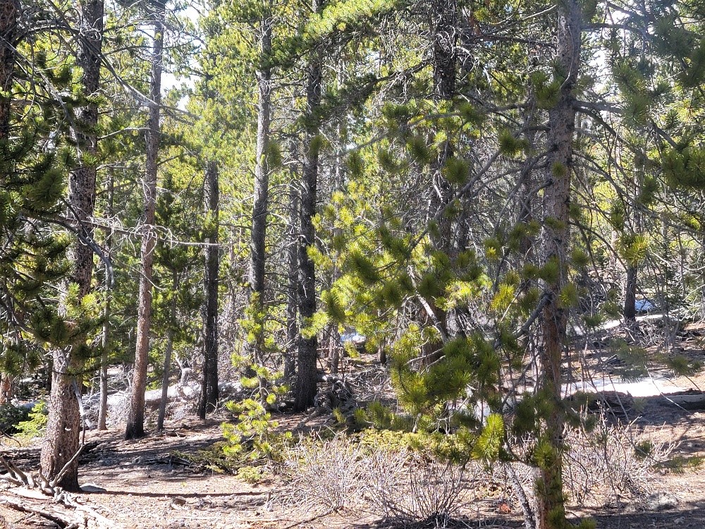 441 Gold Trail Property Photo 48