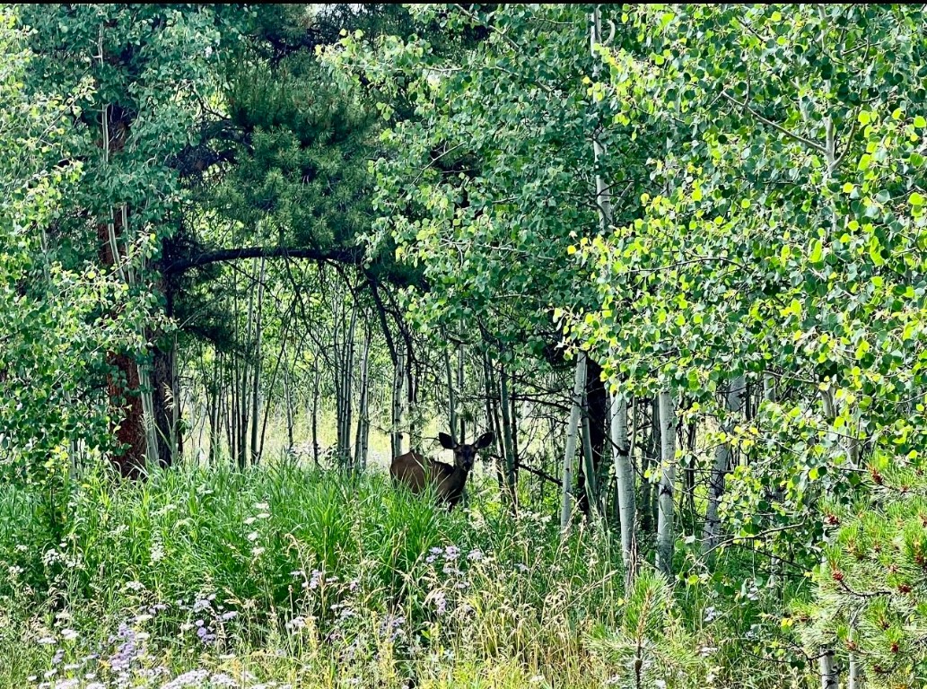 Tbd Halter Trail Property Photo