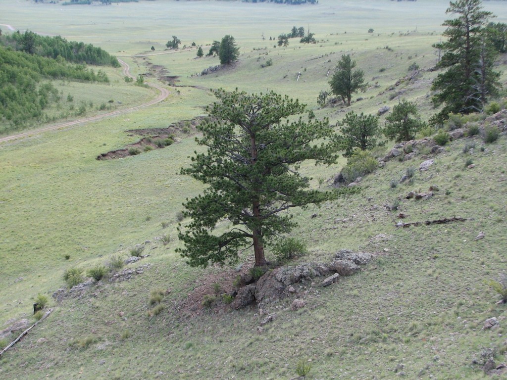 3431 Dog Chief Trail Property Photo 14