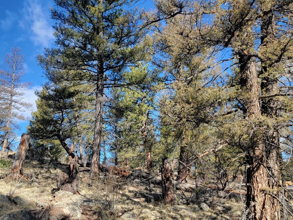 1333 Middle Fork Property Photo 11