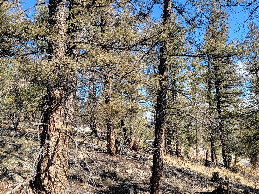 1333 Middle Fork Property Photo 12