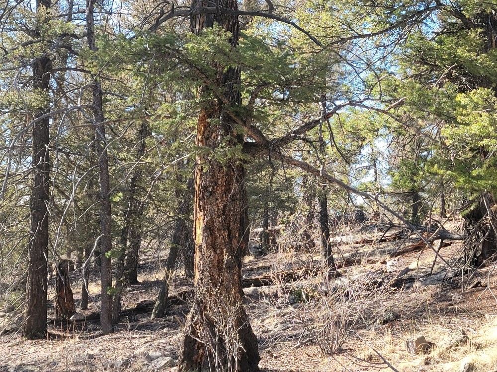 1333 Middle Fork Property Photo 16