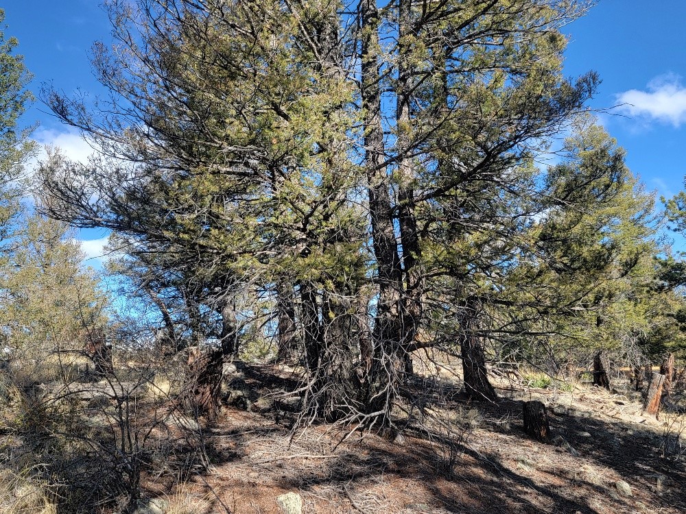 1333 Middle Fork Property Photo 17