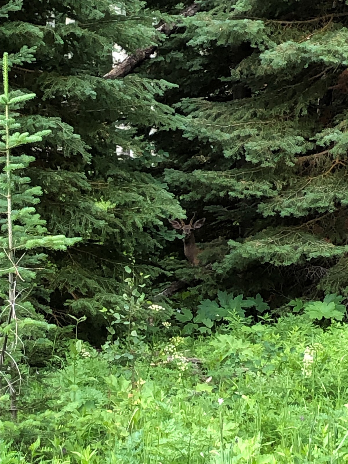 Tbd Springboard Trail Property Photo 4