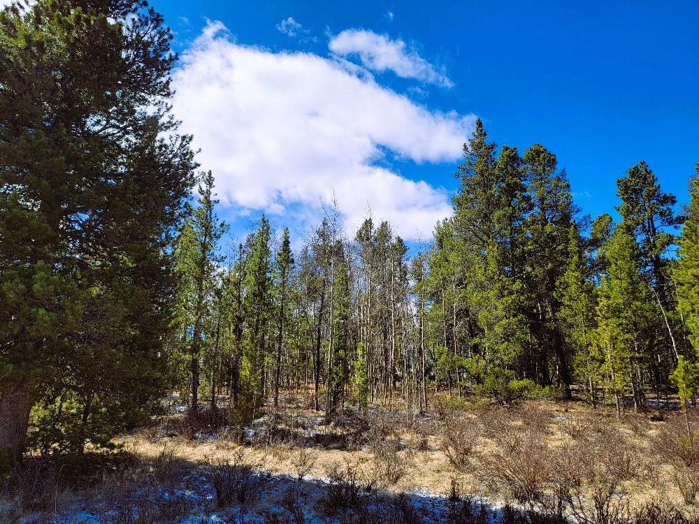 162 Thickspike Road Property Photo 16