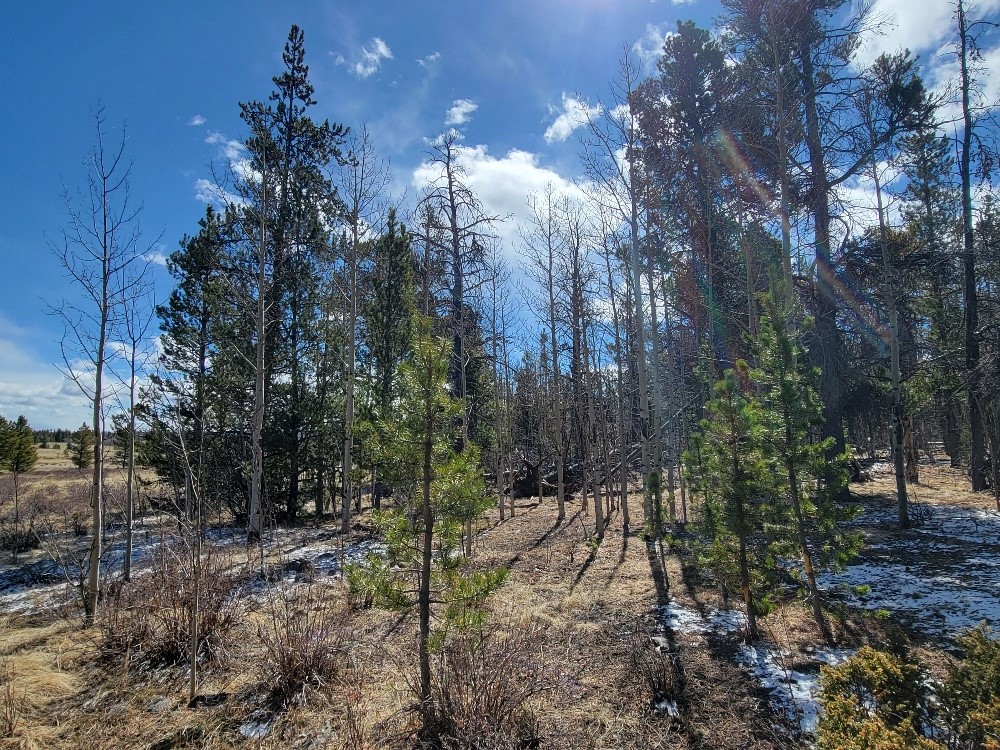 162 Thickspike Road Property Photo 21