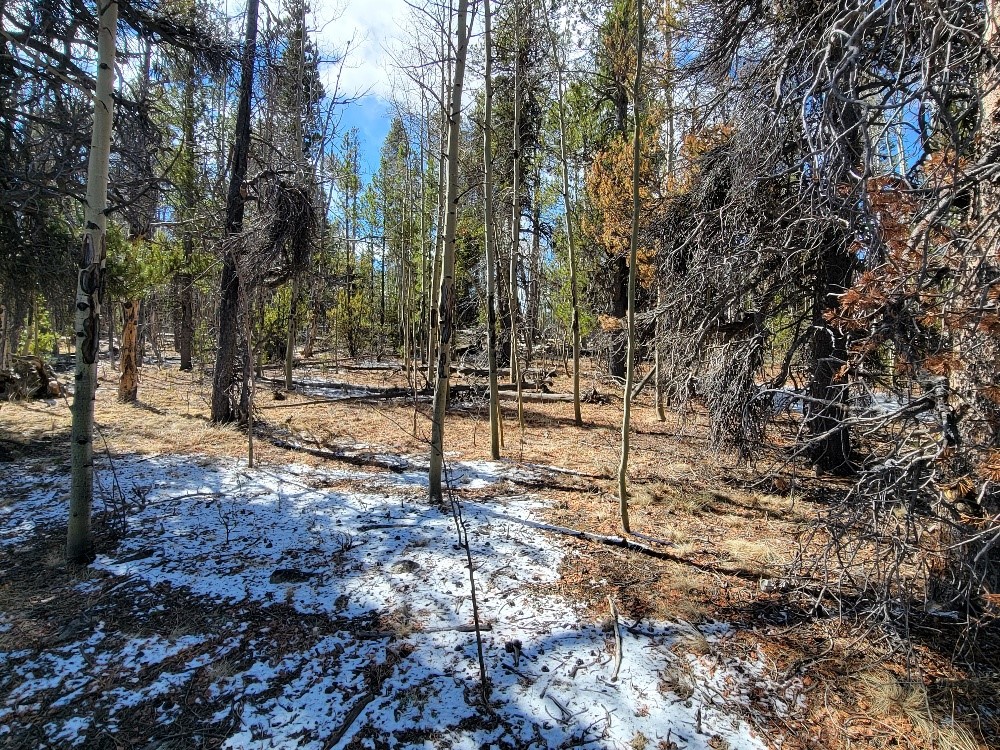 162 Thickspike Road Property Photo 22