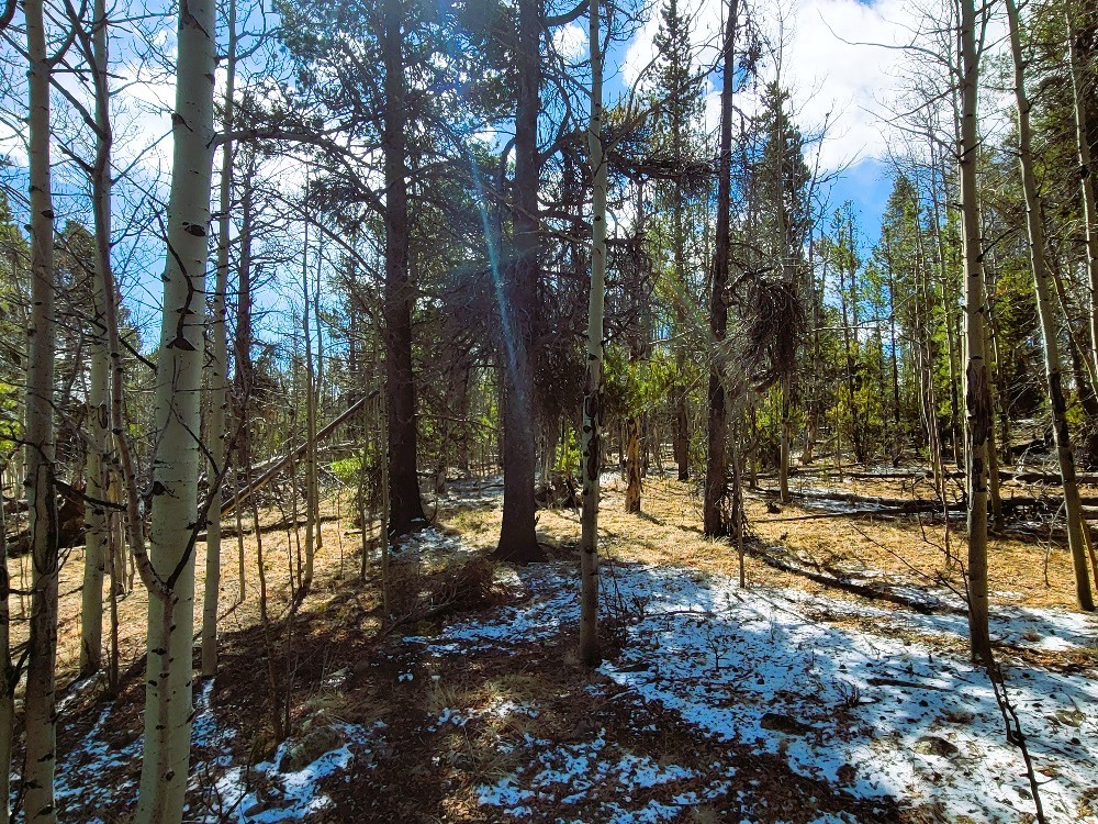162 Thickspike Road Property Photo 23