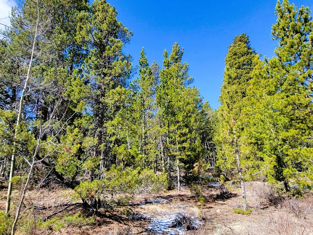 162 Thickspike Road Property Photo 28