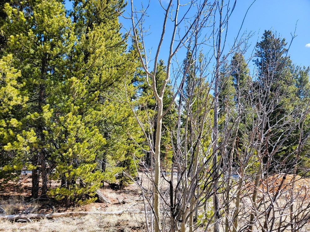 162 Thickspike Road Property Photo 31