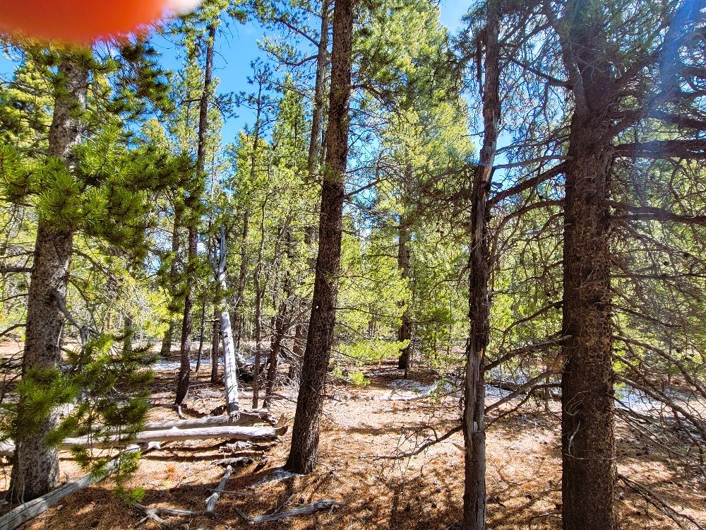 162 Thickspike Road Property Photo 33