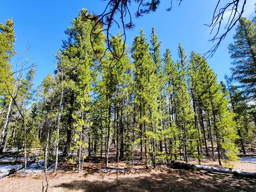 162 Thickspike Road Property Photo 35
