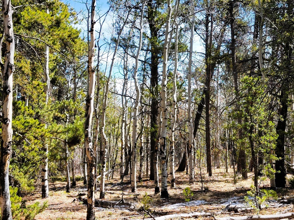 162 Thickspike Road Property Photo 37
