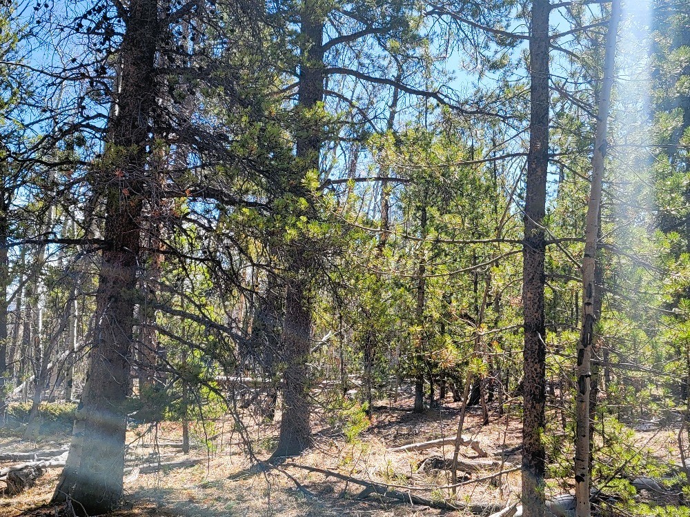 162 Thickspike Road Property Photo 39