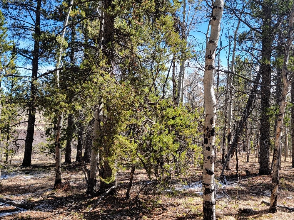 162 Thickspike Road Property Photo 40