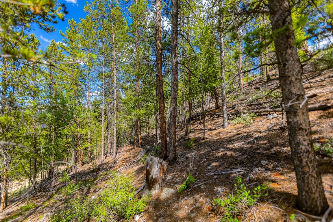 198 Mt Elbert Road Property Photo 7