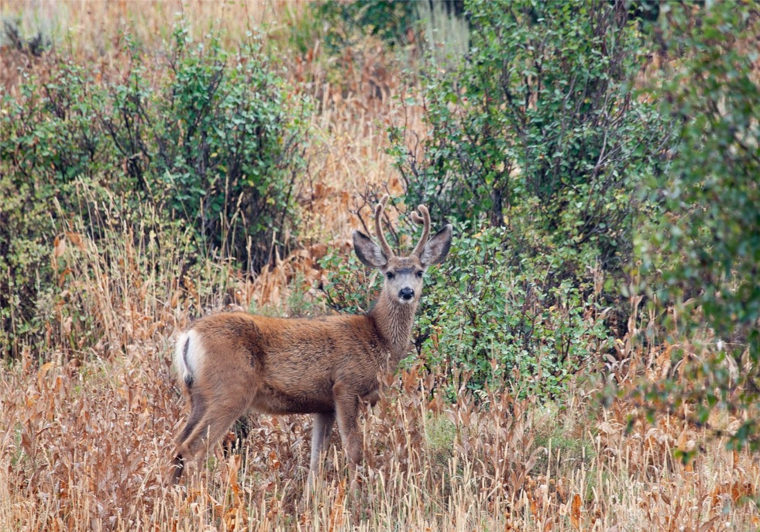 31185 Broken Talon Trail Property Photo 19