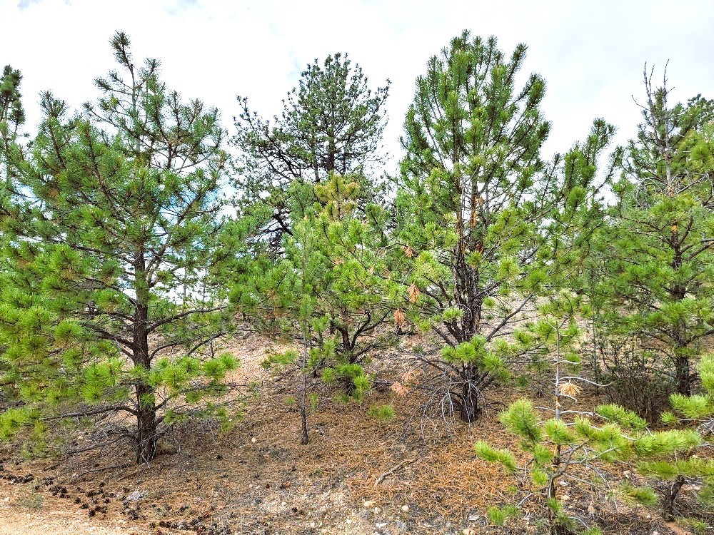 1051 Arapahoe Trail Property Photo 14