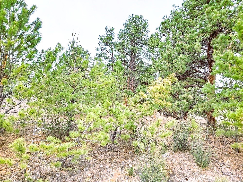 1051 Arapahoe Trail Property Photo 15