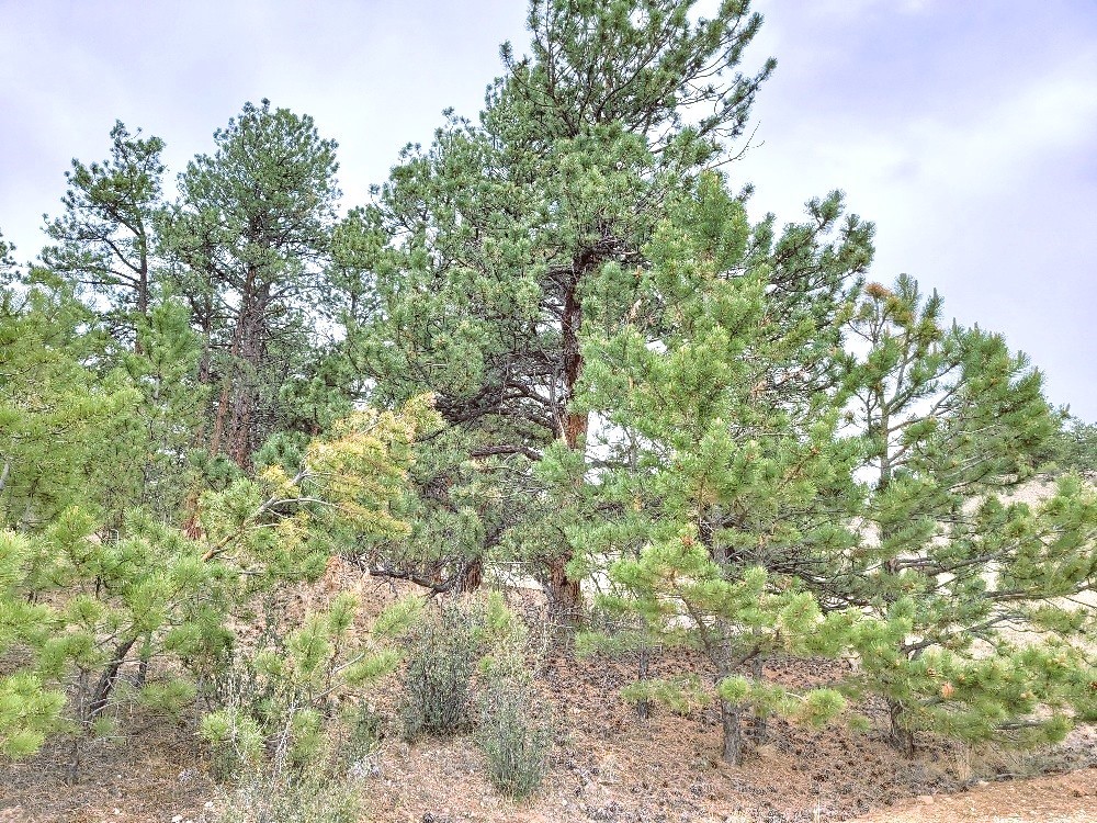 1051 Arapahoe Trail Property Photo 17