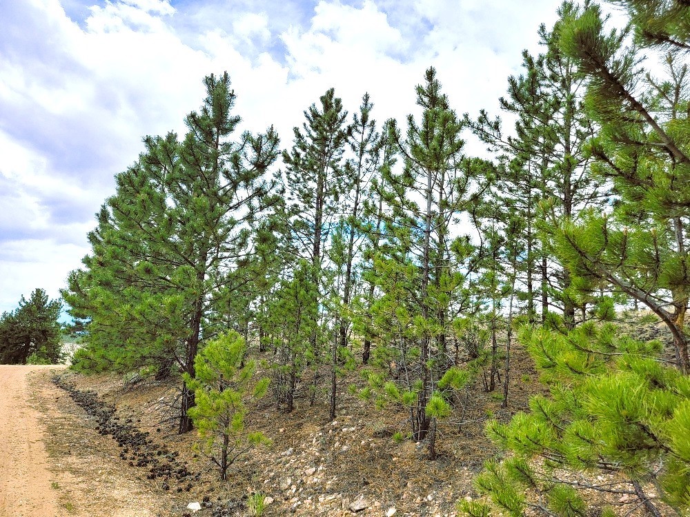 1051 Arapahoe Trail Property Photo 18