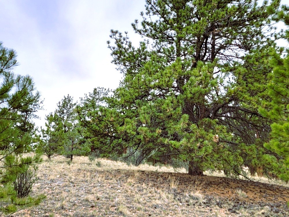 1051 Arapahoe Trail Property Photo 20