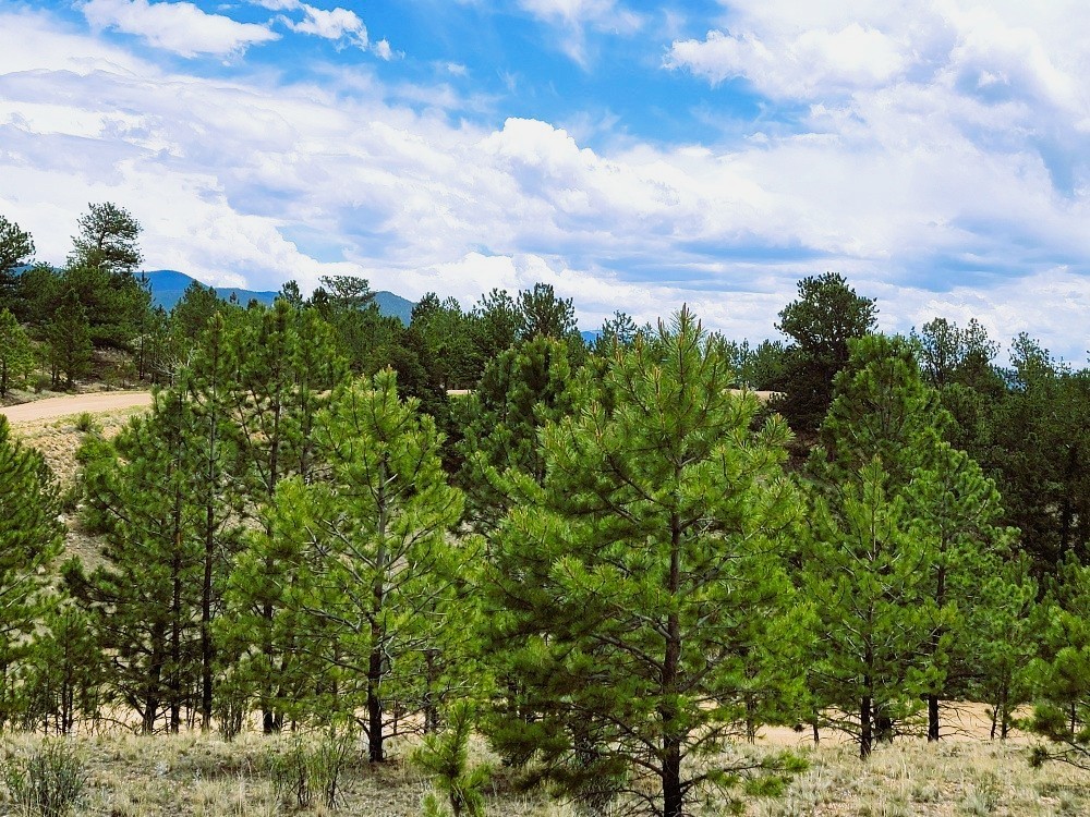 1051 Arapahoe Trail Property Photo 26