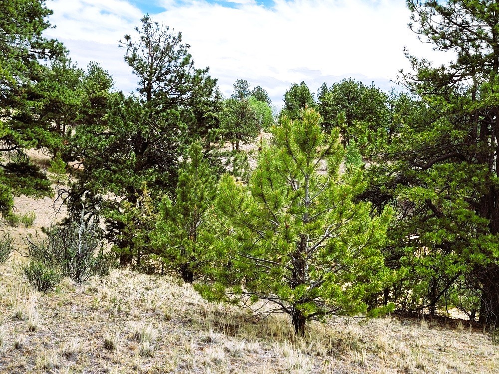 1051 Arapahoe Trail Property Photo 27