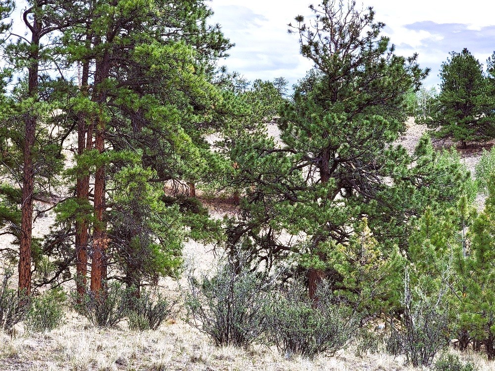 1051 Arapahoe Trail Property Photo 28