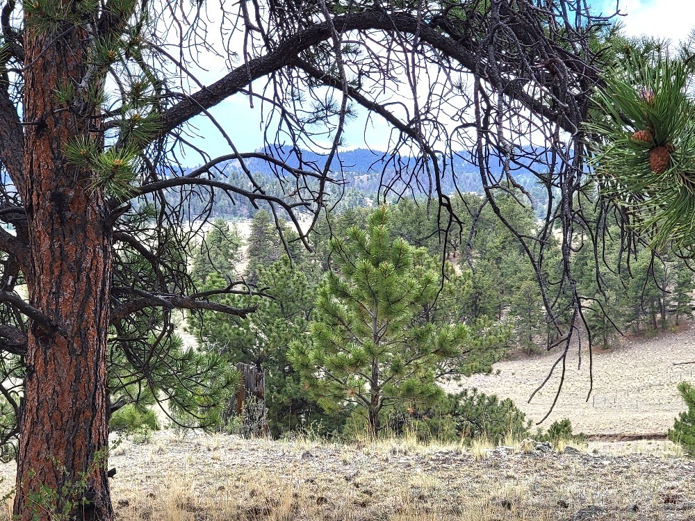 1051 Arapahoe Trail Property Photo 38