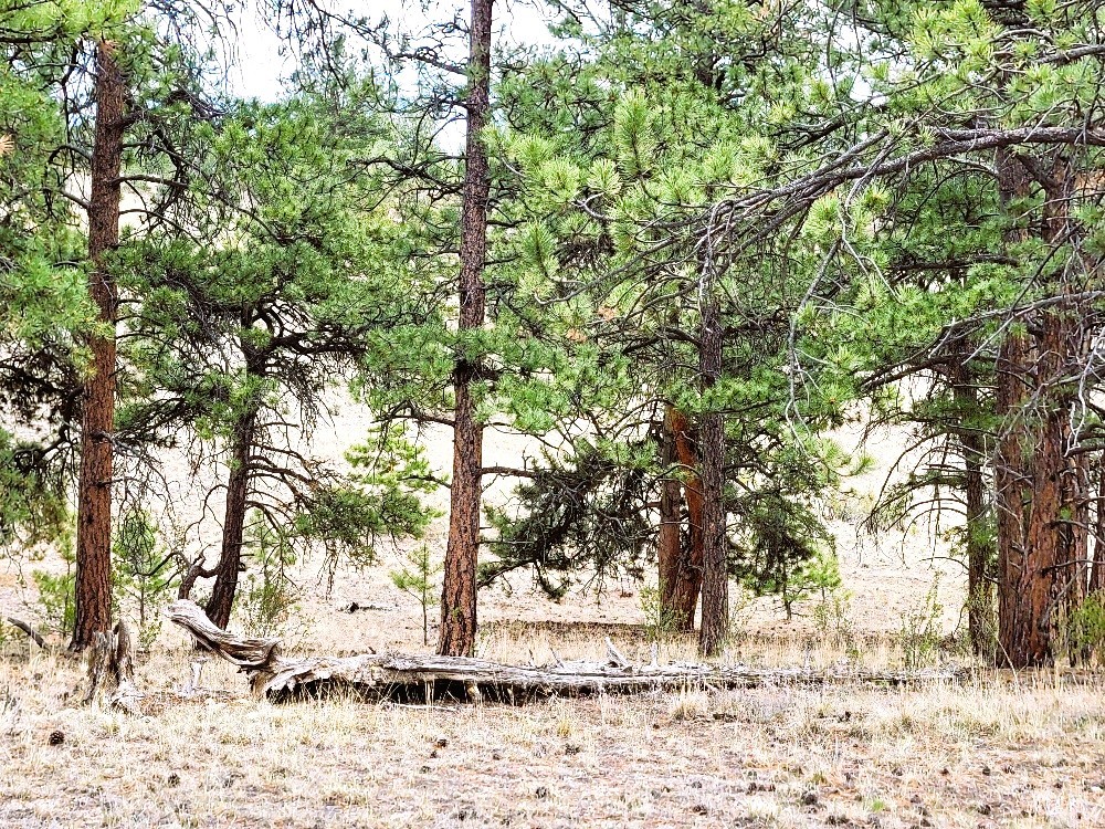 1051 Arapahoe Trail Property Photo 39