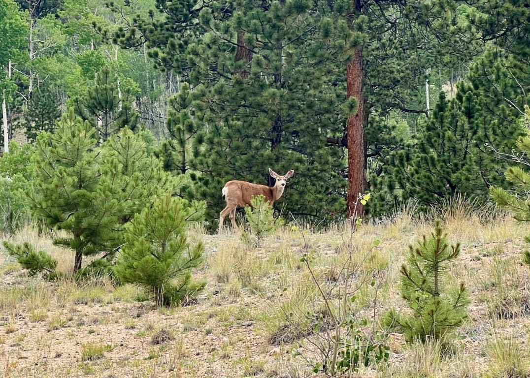 1540 Warrior Circle Property Photo 8