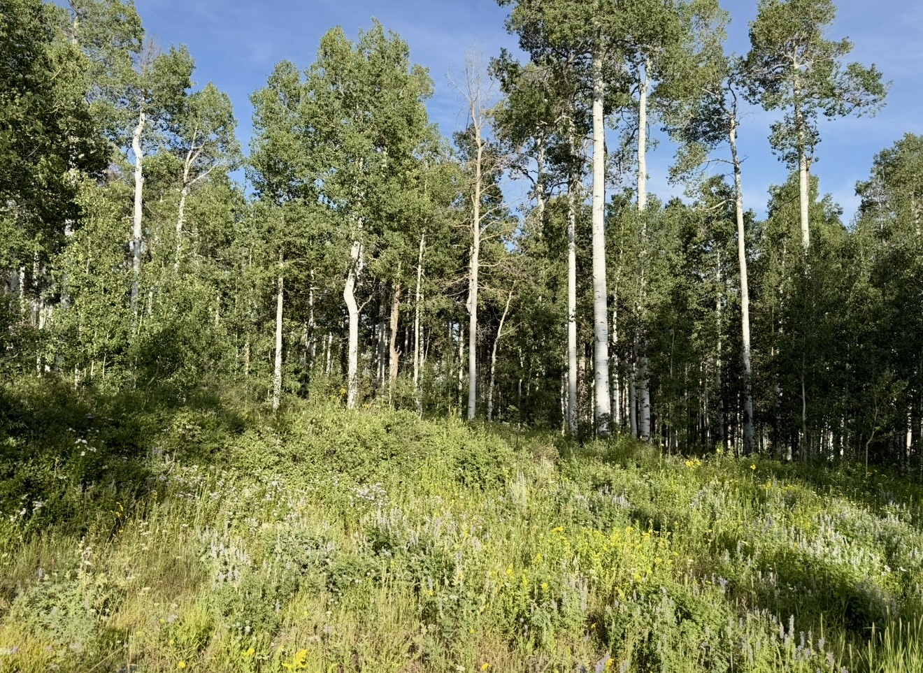26320 Beaver Canyon Drive Property Photo 6