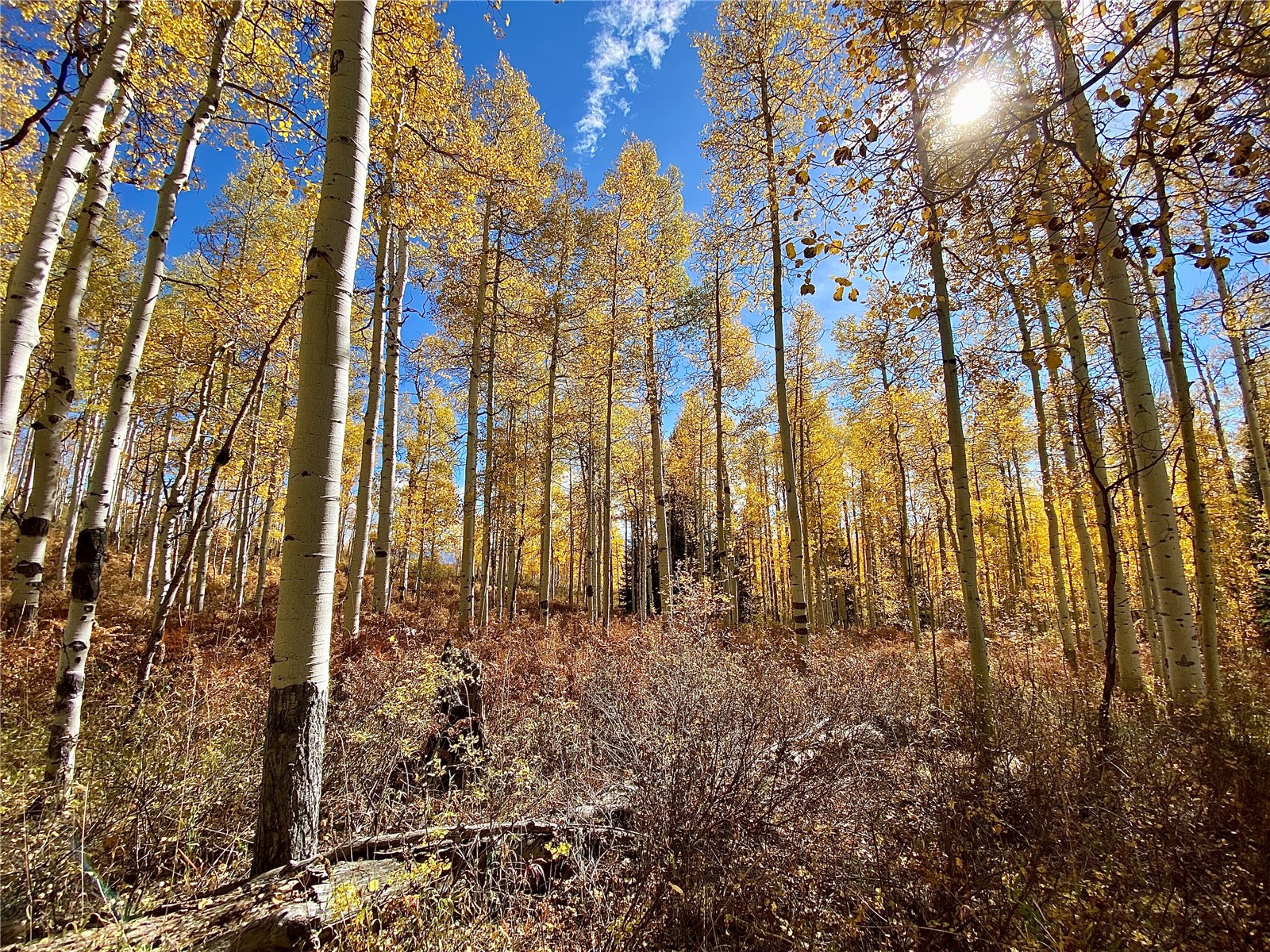 26320 Beaver Canyon Drive Property Photo 18