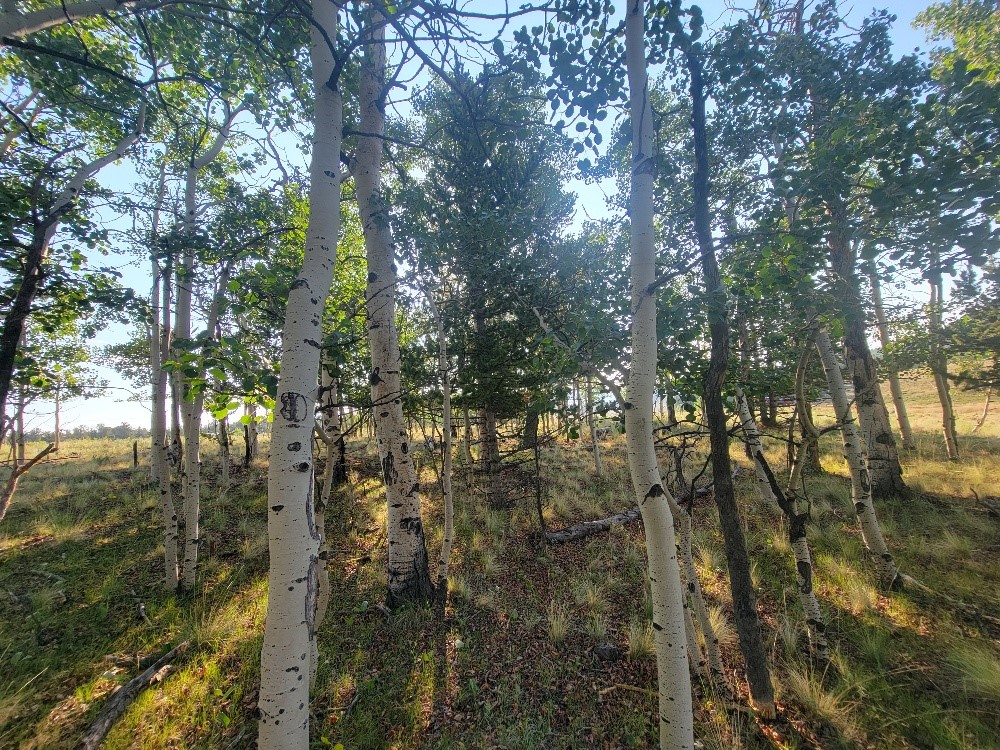1630 Wampum Lane Property Photo 12