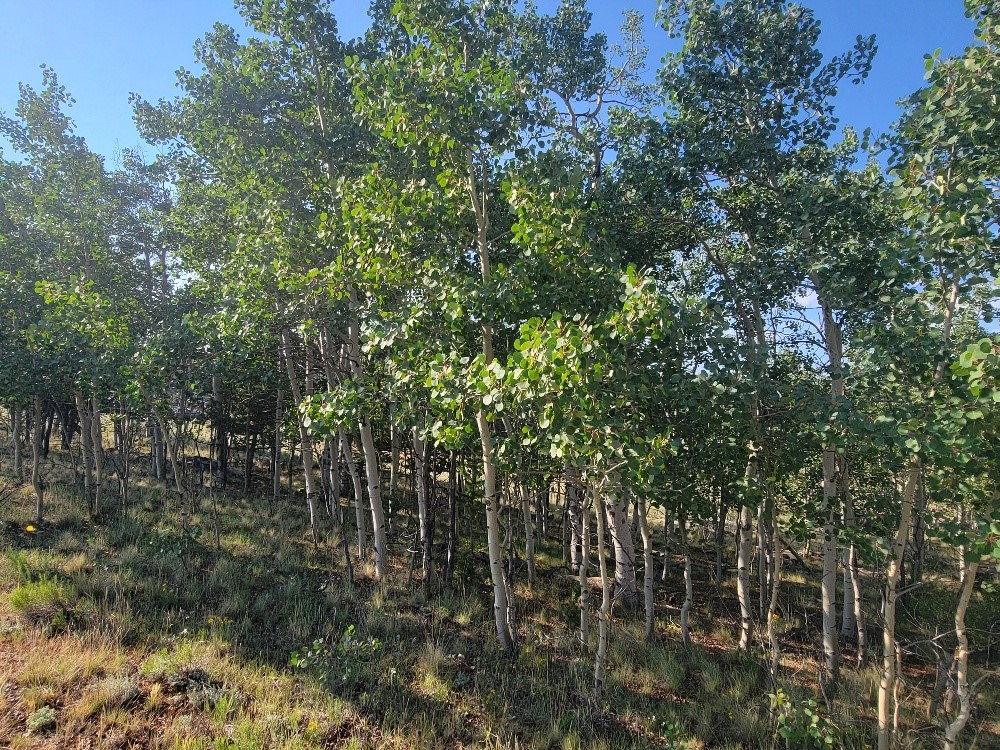 1630 Wampum Lane Property Photo 41
