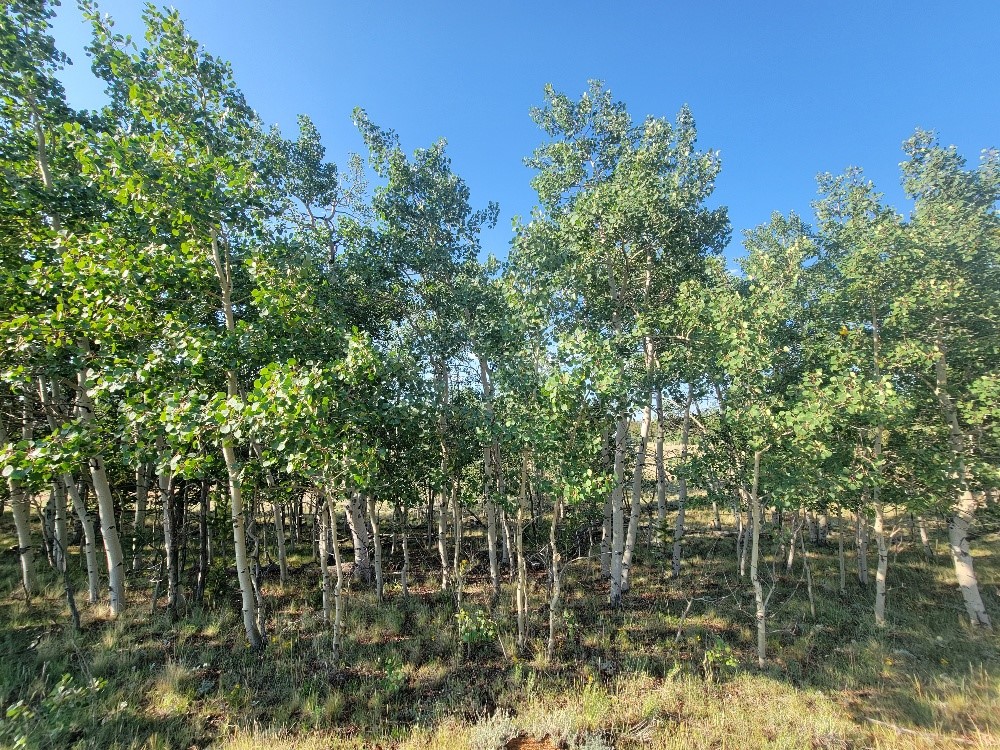 1630 Wampum Lane Property Photo 42