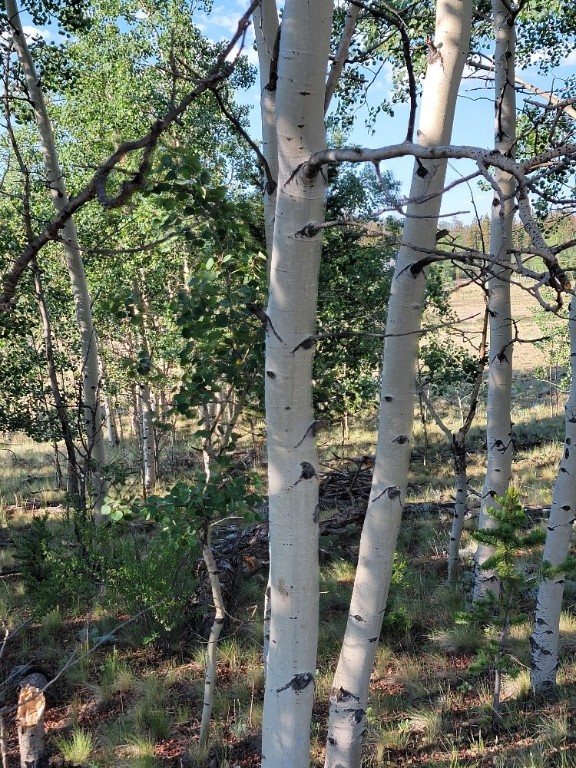 1630 Wampum Lane Property Photo 43