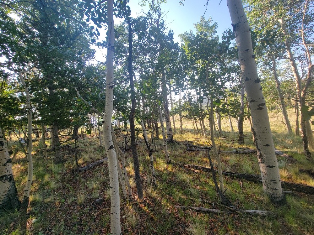 1630 Wampum Lane Property Photo 46