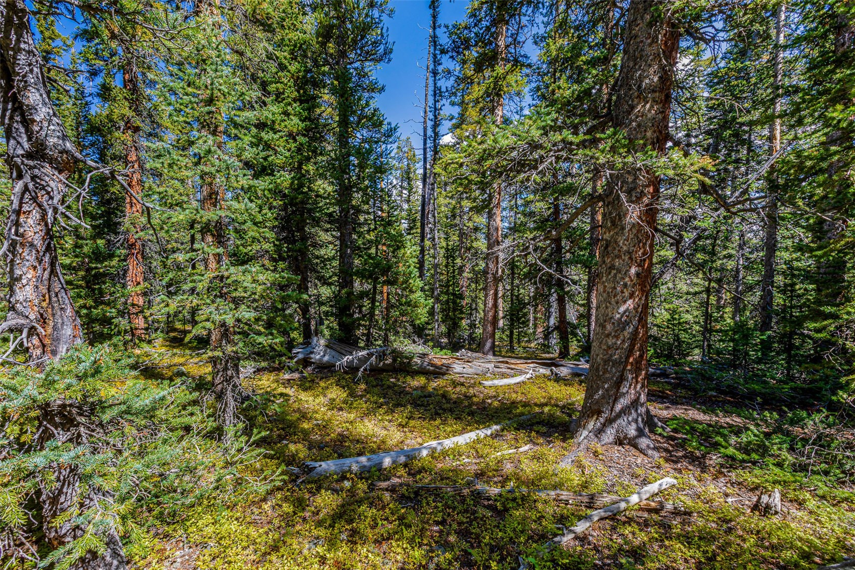 245 El Lobo Lane Property Photo 30