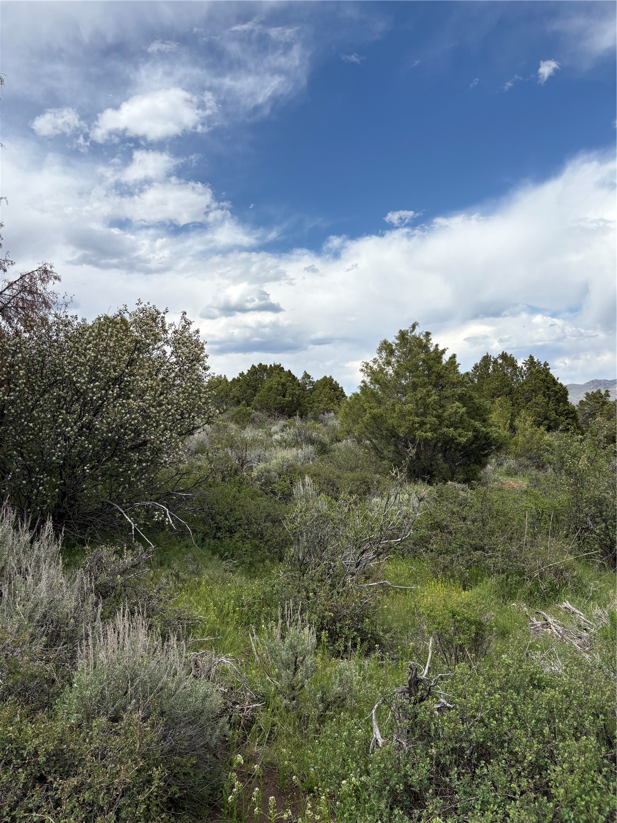 303 Red Sky Road Property Photo 18