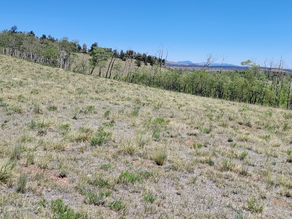 542 Thickspike Road Property Photo 10