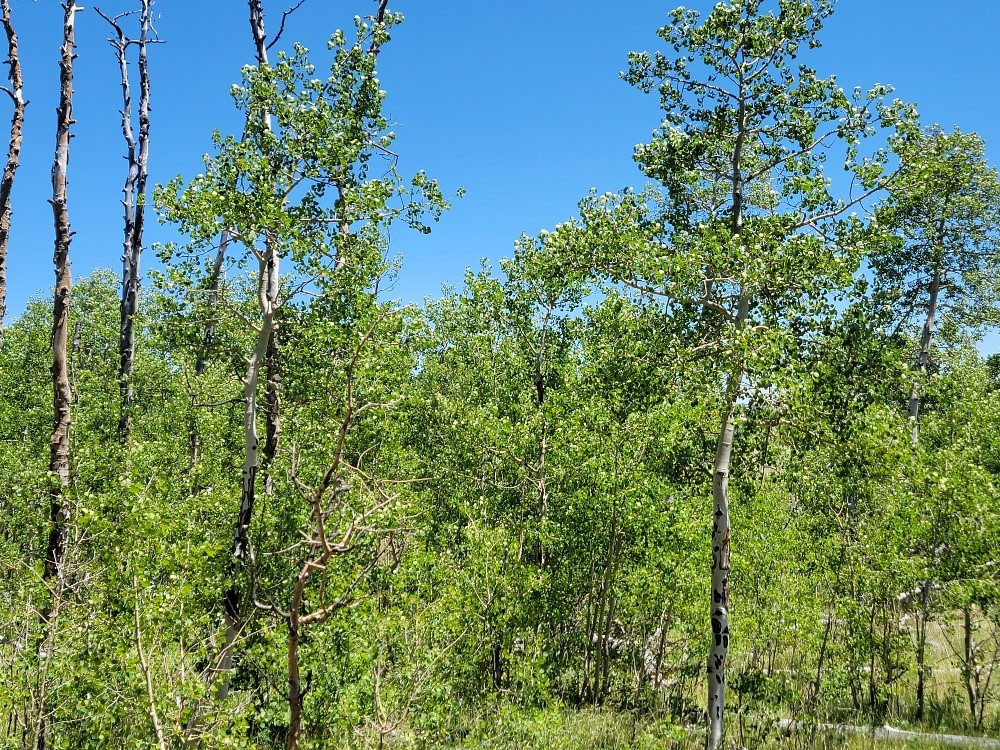 542 Thickspike Road Property Photo 12