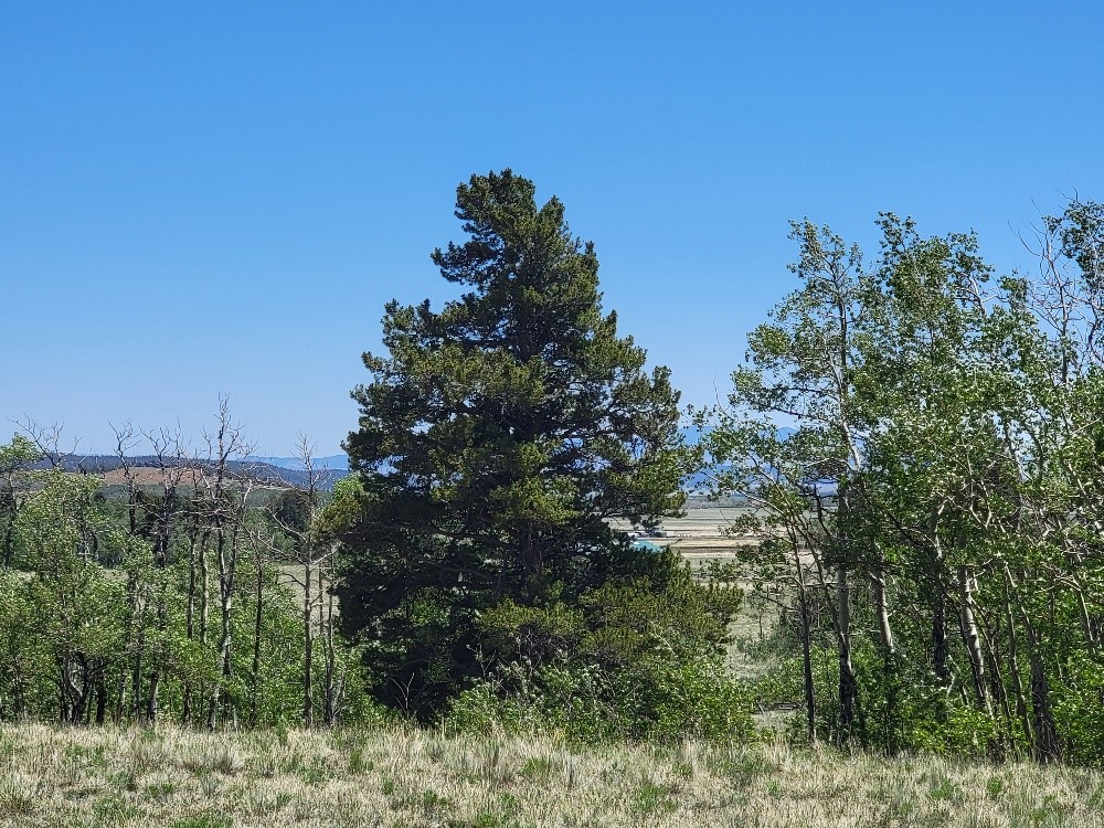 542 Thickspike Road Property Photo 18