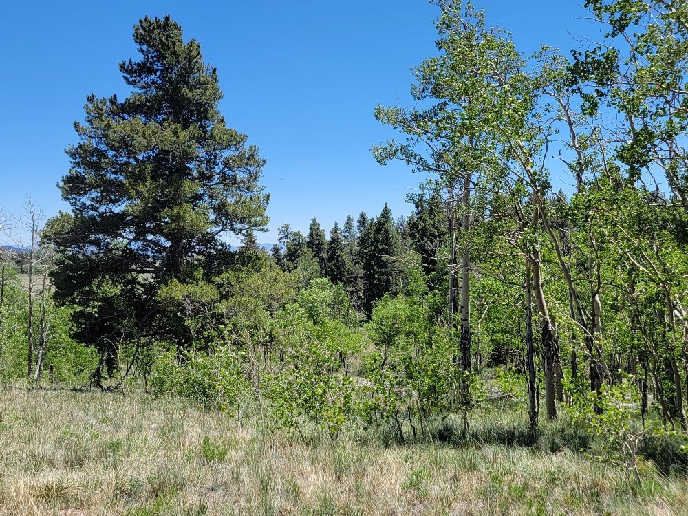 542 Thickspike Road Property Photo 19