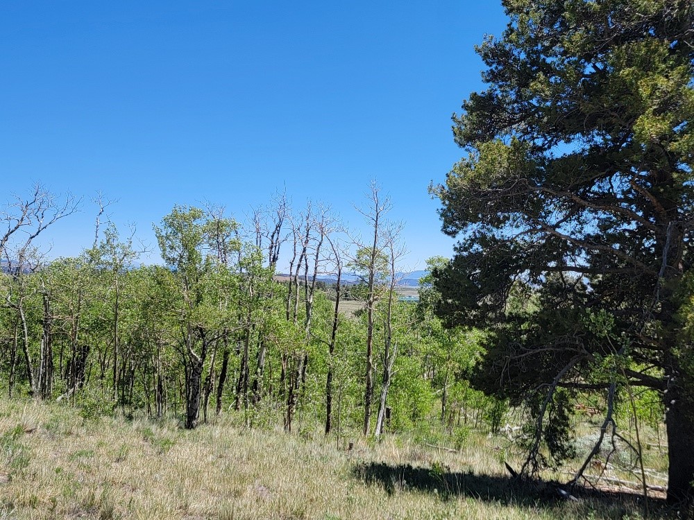 542 Thickspike Road Property Photo 20