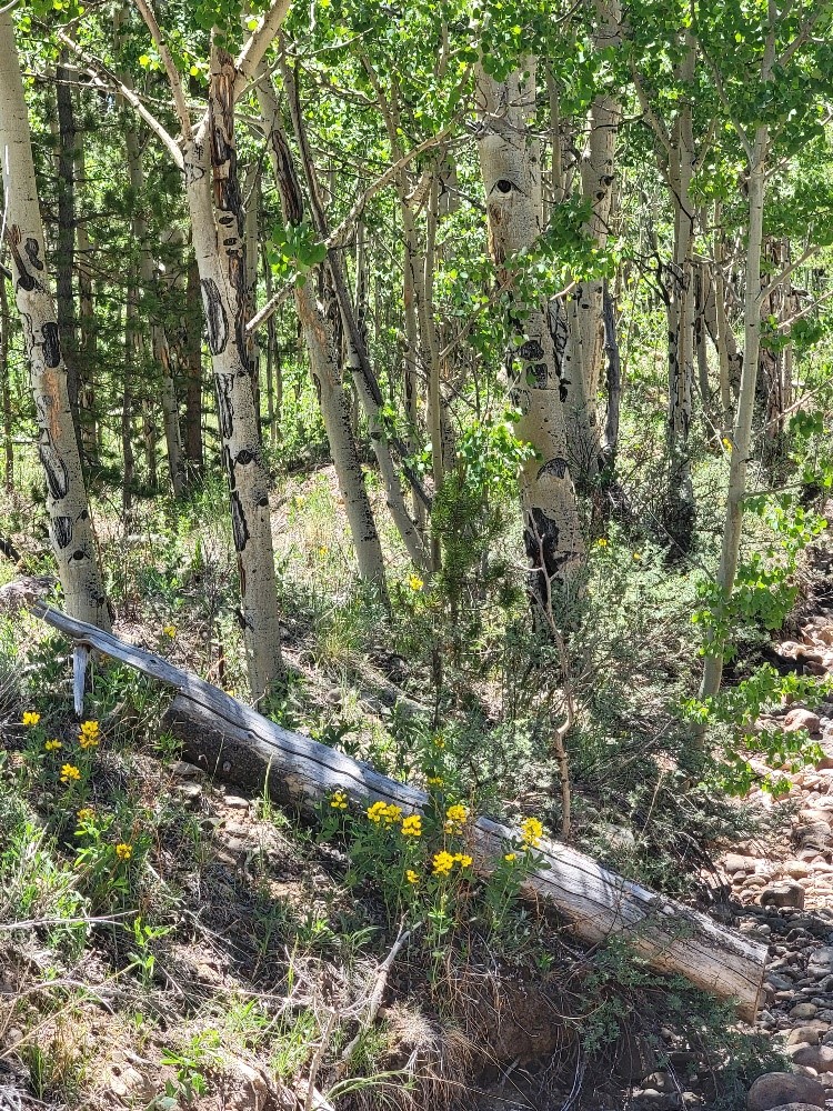 542 Thickspike Road Property Photo 31
